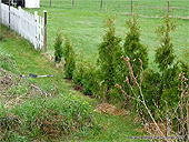 Plant Cedar Hedge - Cedar Hedging - Pruning cedar hedge