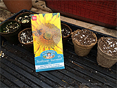 How to plant sunflowers seeds - Grow sunflowers - Growing Sunflowers - Sunflower seeds