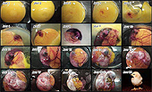 Chicken embryo development - Egg embryo development - Chick embryo developement