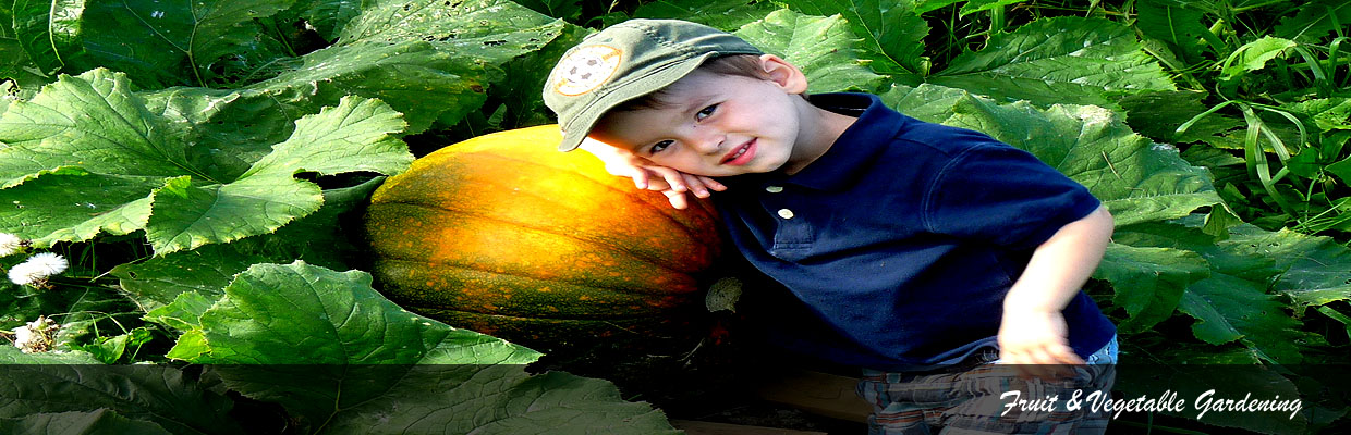 Fruit and Vegetable Gardening - Kitchen Garden UK