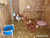 UK Hobby Farm and Poultry House