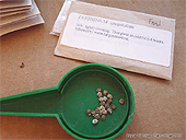 UK Seeds - UK seeds suppliers - Seeds germination tips