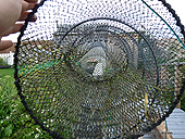 Collapsible Fish trap