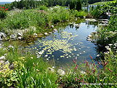 UK Water Garden - Pond UK - UK Backyard Pond